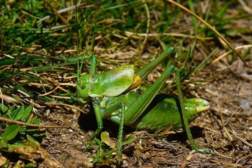 Polysarcus scutatus